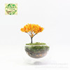 Micro -shrinking moss micro -landscape bonsai decoration simulation cherry trees happy tree incense tree sand table model