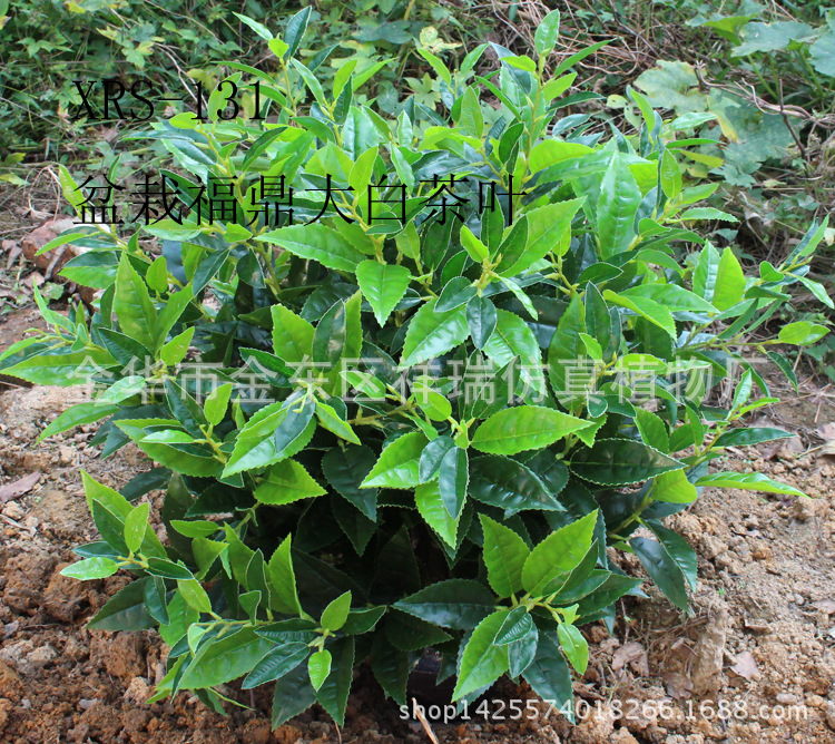 XRS-131盆栽10杆福鼎大白茶叶树（黄河种）1088叶