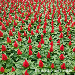 �u�ڻ��� һ֧�P�ρ��t���Ԉ@�־G���������� ���c��[���ݲݻ�