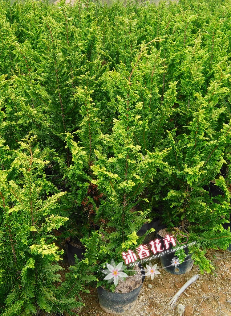 柏种类,种类_大山谷图库