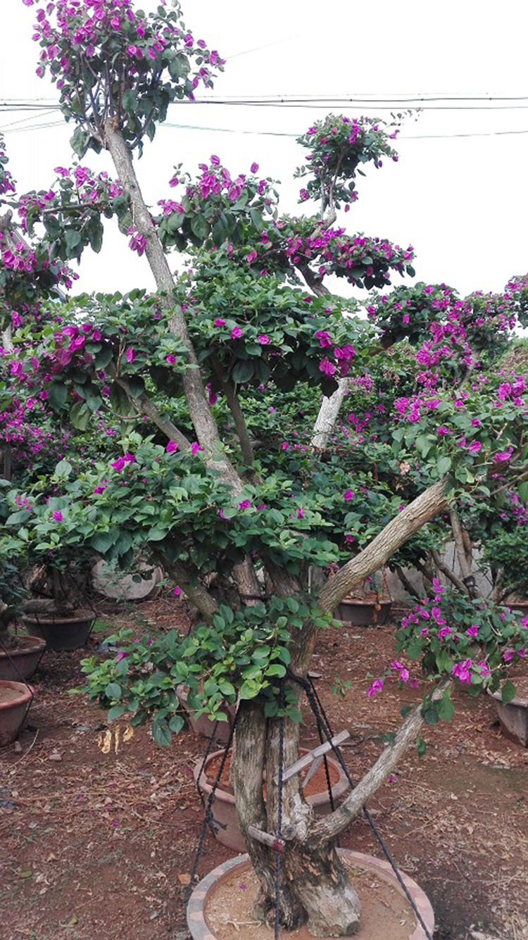 花卉盆景：让生活充满绿意的点睛之笔
