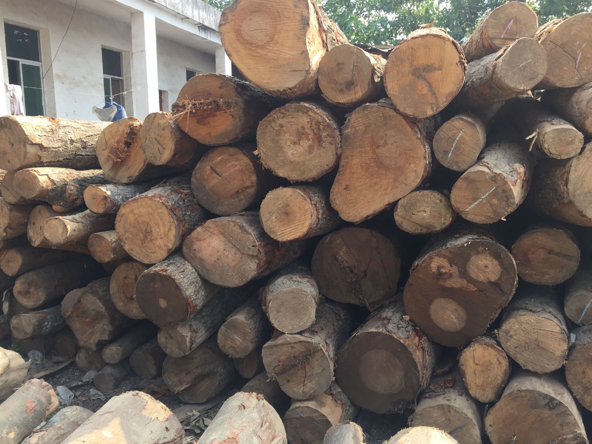 优质荷木原木、板材和方料供应，满足需求