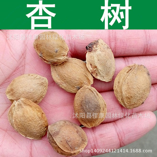 果树种子_果树种子 优质杏树种子 北梅 山杏 1件=1斤 - 阿里巴巴