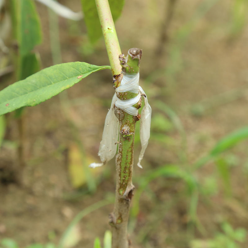 批发2公分规格春雪桃树苗 适合南北方种植桃树苗 好成活