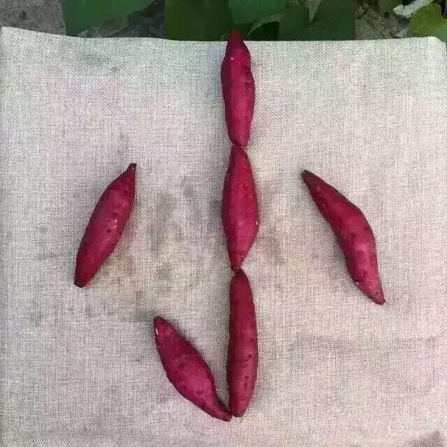 臨安天目小香薯 迷妳小香薯 小番薯 地瓜