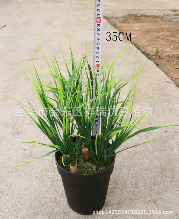 XRB-155把束大秧苗