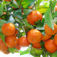 沙糖桔批发价格_最新沙糖桔批发价格\/批发报价