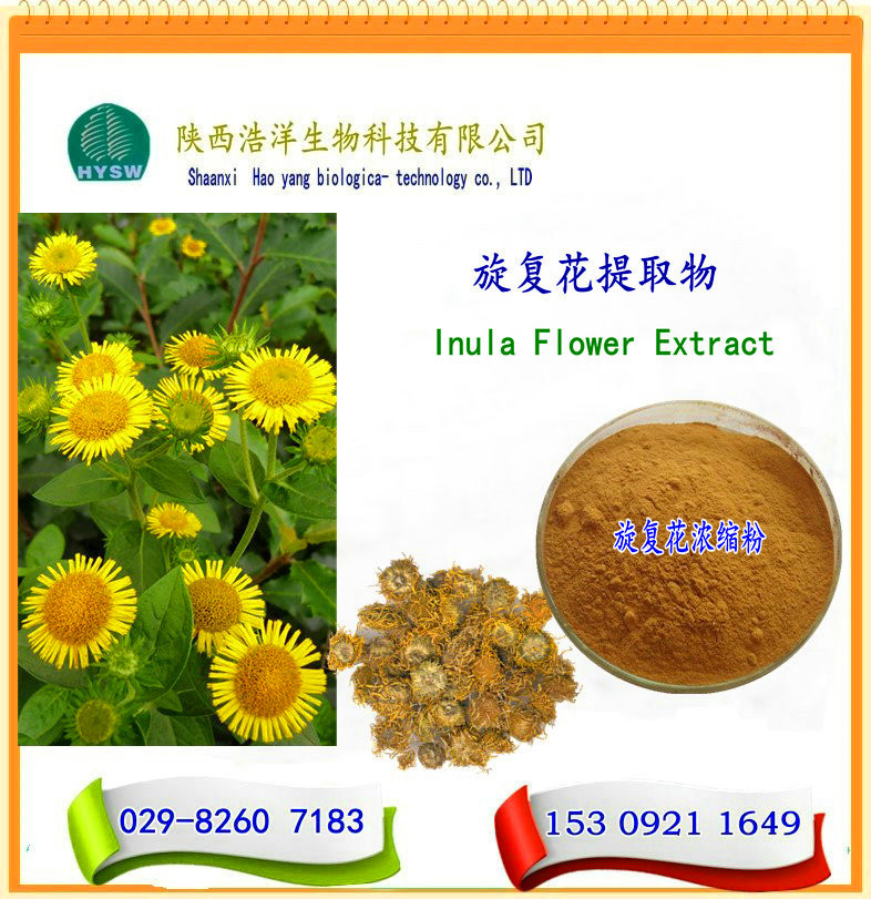 旋復花提取物 圖片