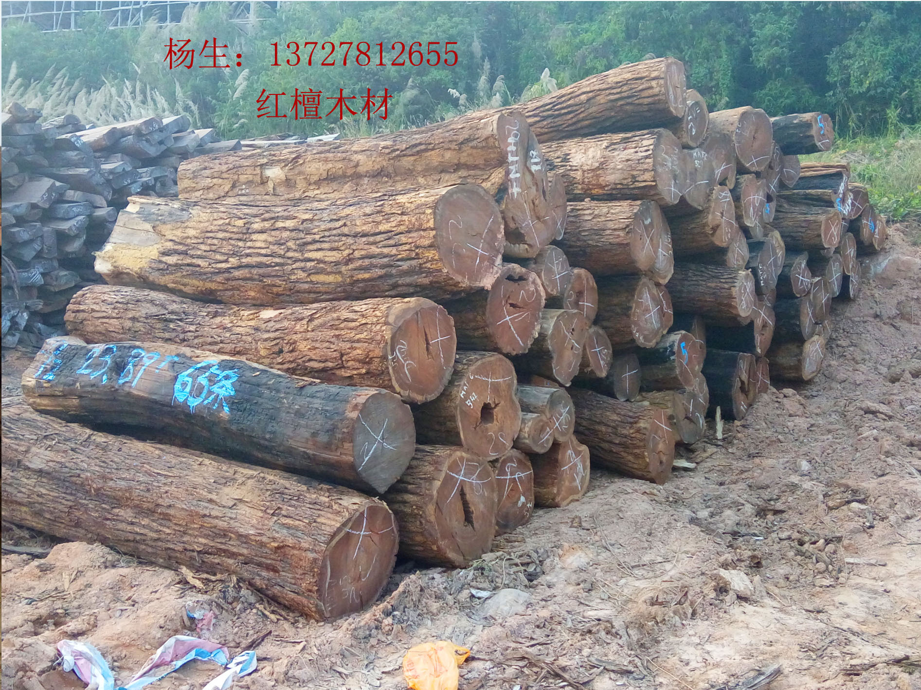 红檀木原木图片,红檀木图片,红檀木原木(第15页)_大山谷图库