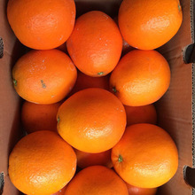 橙子价格_最新橙子价格\/批发报价_橙子价格大