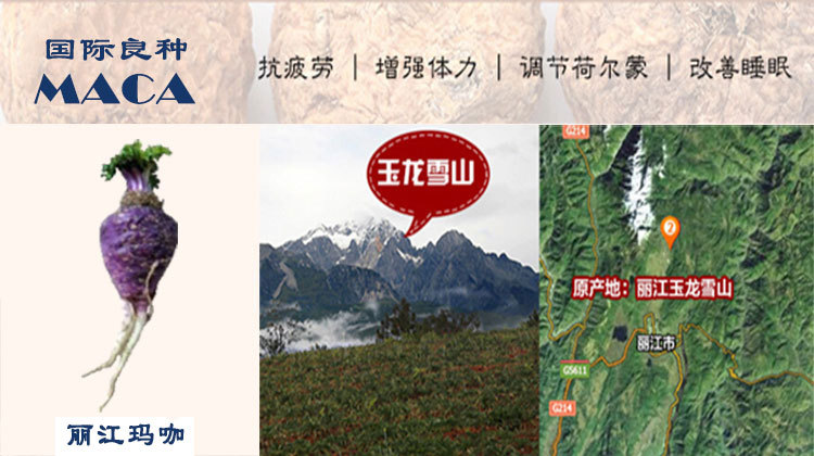 玉龙雪山-玛咖种植基地