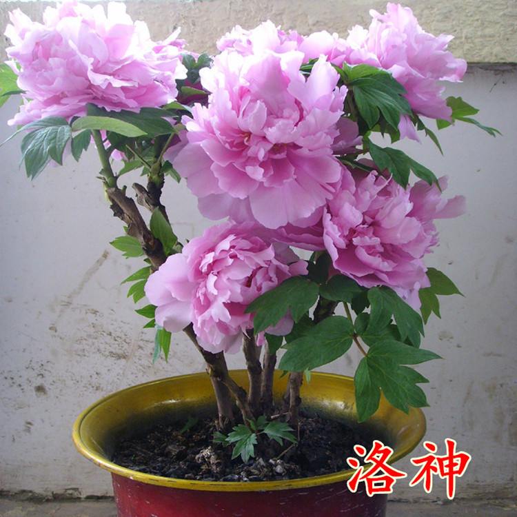 花卉种植，让生活更加多彩