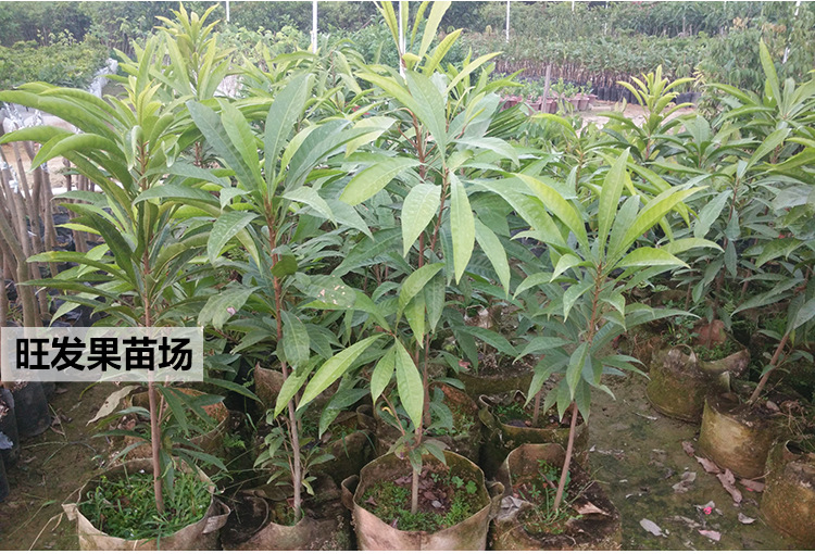 详情页模板-副本_05