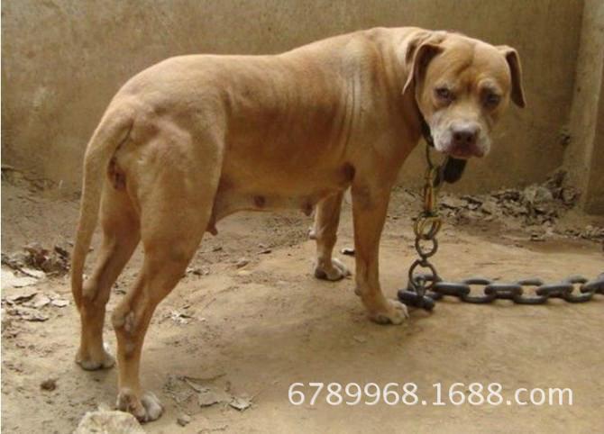 比特犬