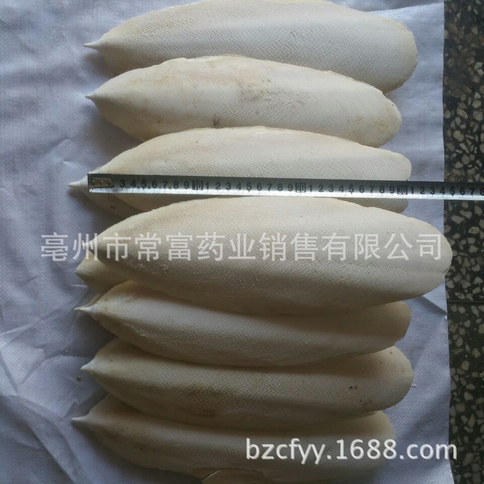 Cuttlebone Hai Piao Xiao 海螵蛸 Dried Cuttlefish Bone 500g Natural Sun Dried Whole Form key features
