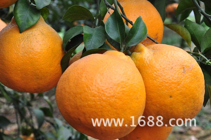 春见(耙耙柑)。大雅1号。不知火。青见。晚椪