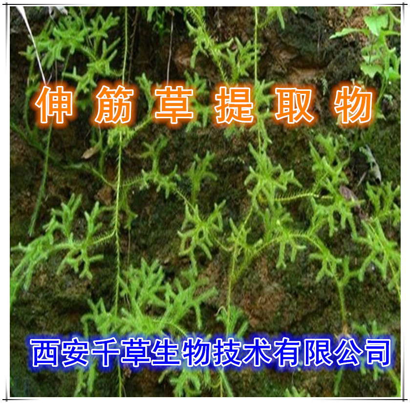 伸筋草提取物