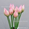 Lotus lotus bud pu big lotus fruit simulation flower fake flower artificial flower engineering decorative flower simulation plant