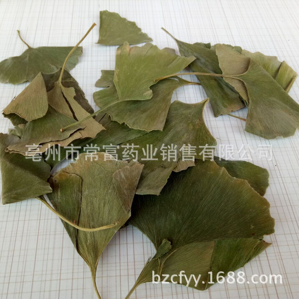 Ginkgo Leaf Tea Yin Xing Ye Dried Ginkgo biloba Leaves Triangular Teabags Fresh Green Cut Leaf 500g overview