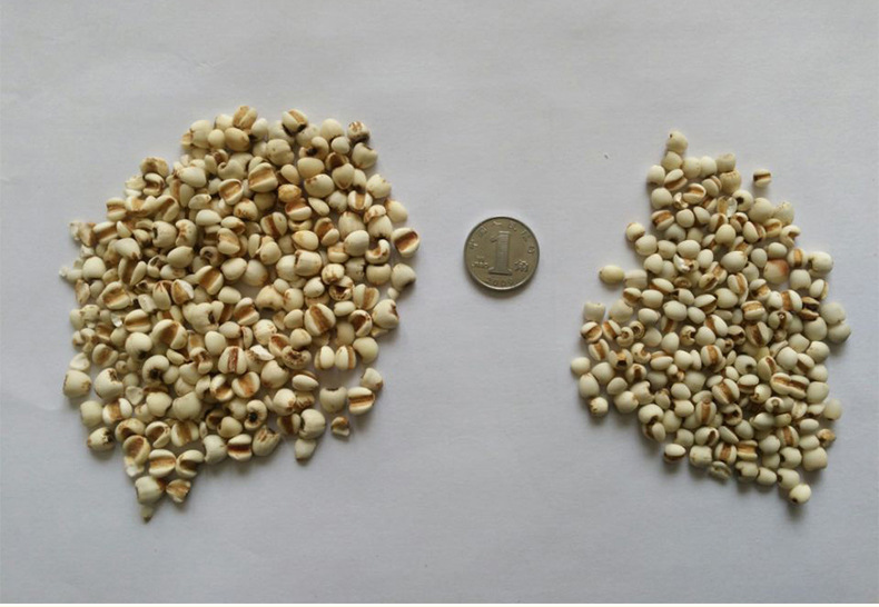 Coix Seed Yi Yi Ren Dried Job's Tears Whole Grain Herbal Ingredient for Soup Congee and Tea quality and texture
