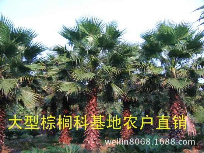 老人葵（华棕）（华盛顿棕榈）