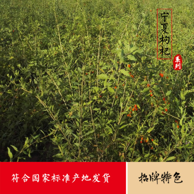 产地直销红枸杞苗 两年三年枸杞苗7号枸杞苗 规格齐全 枸杞苗批发|ms