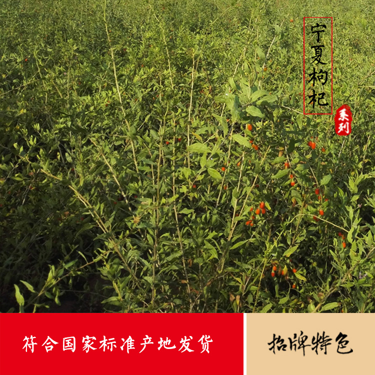 产地直销红枸杞苗 两年三年枸杞苗7号枸杞苗 规格齐全 枸杞苗批发|ms