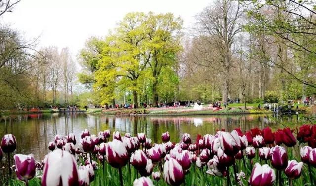 带你了解鲜花王国荷兰的球根花卉 一念鲜花生活馆 阿里巴巴商友圈