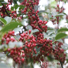 种植好项目_种植合作项目_农村种植项目