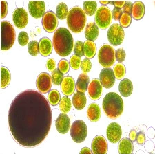 Массовое предложение-Тяньцзянь био-водоросли-астаксантин, доступный заранее-порошок Haematococcus pluvialis
