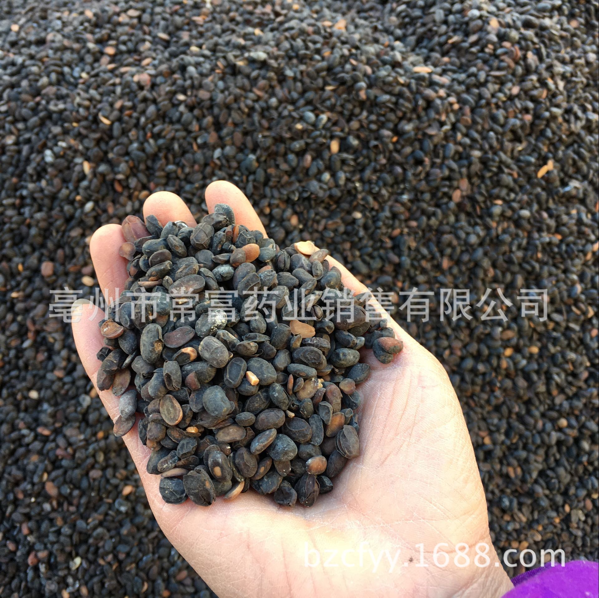 Fermented Soybean Dan Dou Chi 500g Traditional Chinese Herb for Culinary Seasoning and Herbal Decoctions specifications