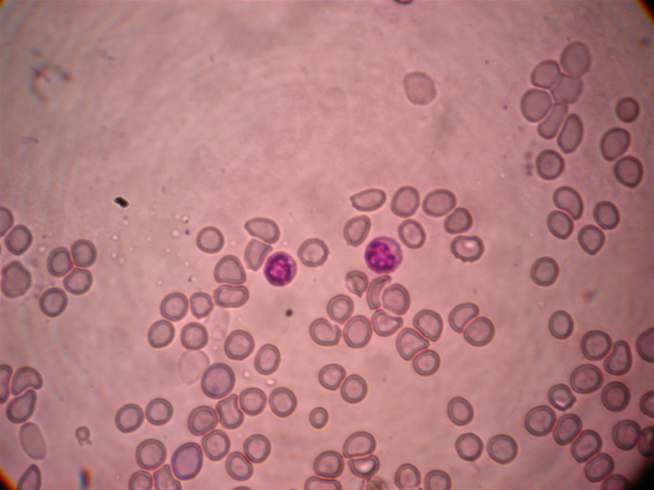 20ml吕氏碱性美蓝染液