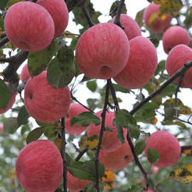陕西苹果 ’ 洛川苹果24枚70苹果产地