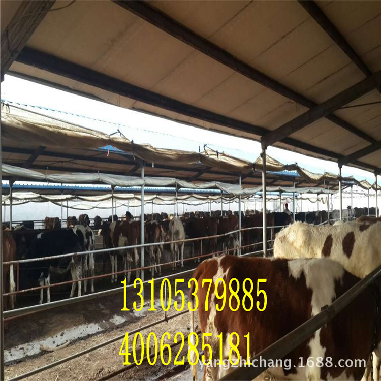 牛-山东厂家直销绿色肉牛犊、无公害肉牛苗、