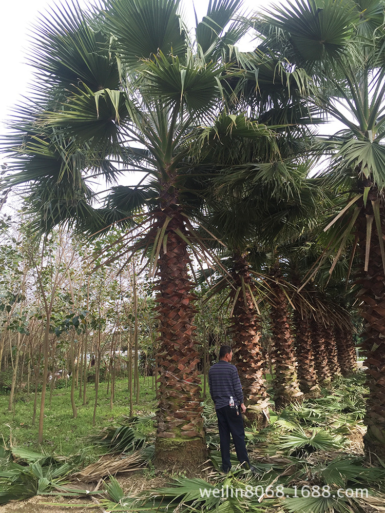 老人葵（华棕）（华盛顿棕榈）