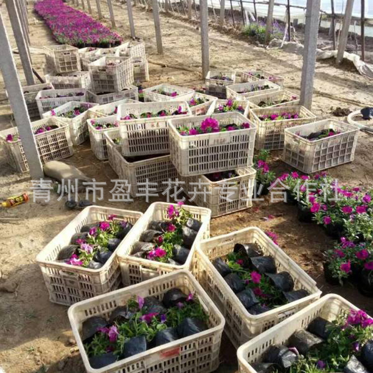 89999999322331130819056