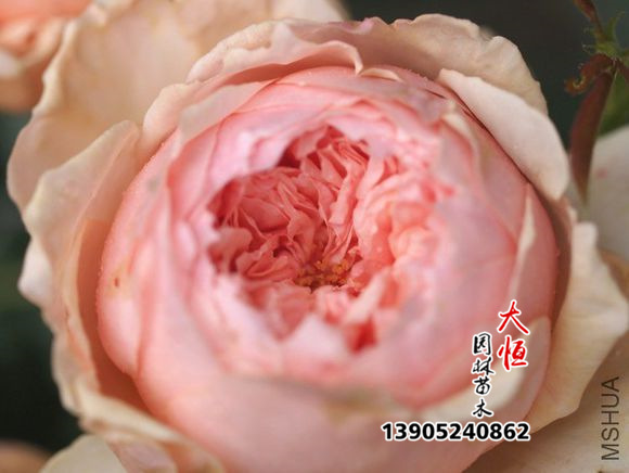 各类欧月小苗_批发 各类欧月小苗 庭院月季 爬