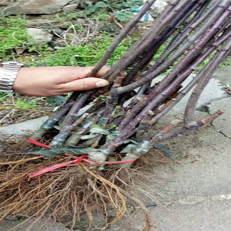 QQ图片20161212153321