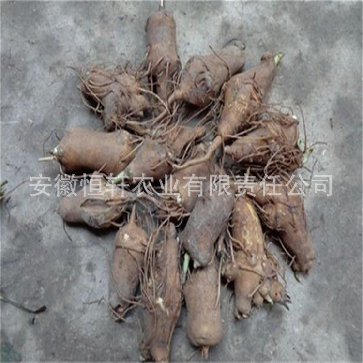 中药材批发 一年生改良白术种苗 白术芽 免费指导吴茱萸苗地天