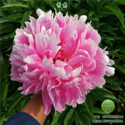 Paeonia root Donggen Heavy single valve gardens courtyard Beautify Potted plant Wholesale What&#39;s Hot