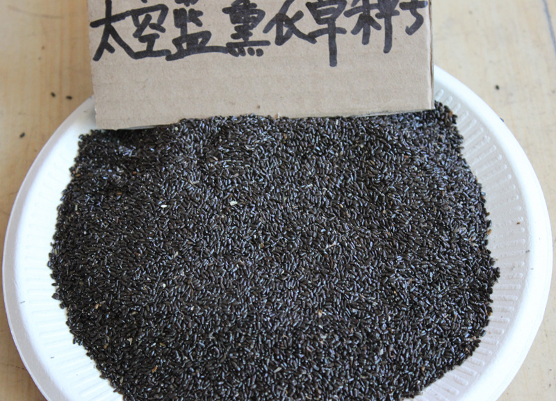 Xinjiang Lavender seed Space Blue Breed indoor outdoor Dark Full The door service