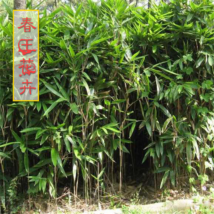 矮竹子,种植,低矮_大山谷图库