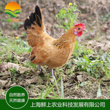 上海土鸡价格_今日最新上海土鸡价格行情走势