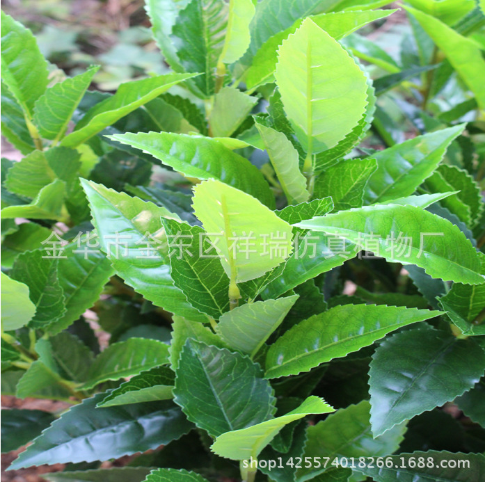 XRS-133盆栽10杆福鼎大白茶叶树630叶70厘米2