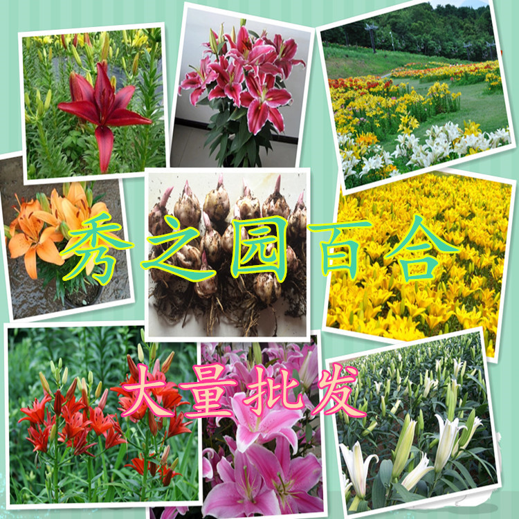 wholesale Multiple Watch Lily Seed ball flowers and plants pink Yellow and white Multiple flowers and plants Seedlings Base Deliver goods
