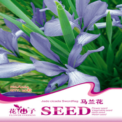 wholesale Perennial Flowers seed Malan Flower Seeds Ma Lotus Botany Seedlings Base Deliver goods