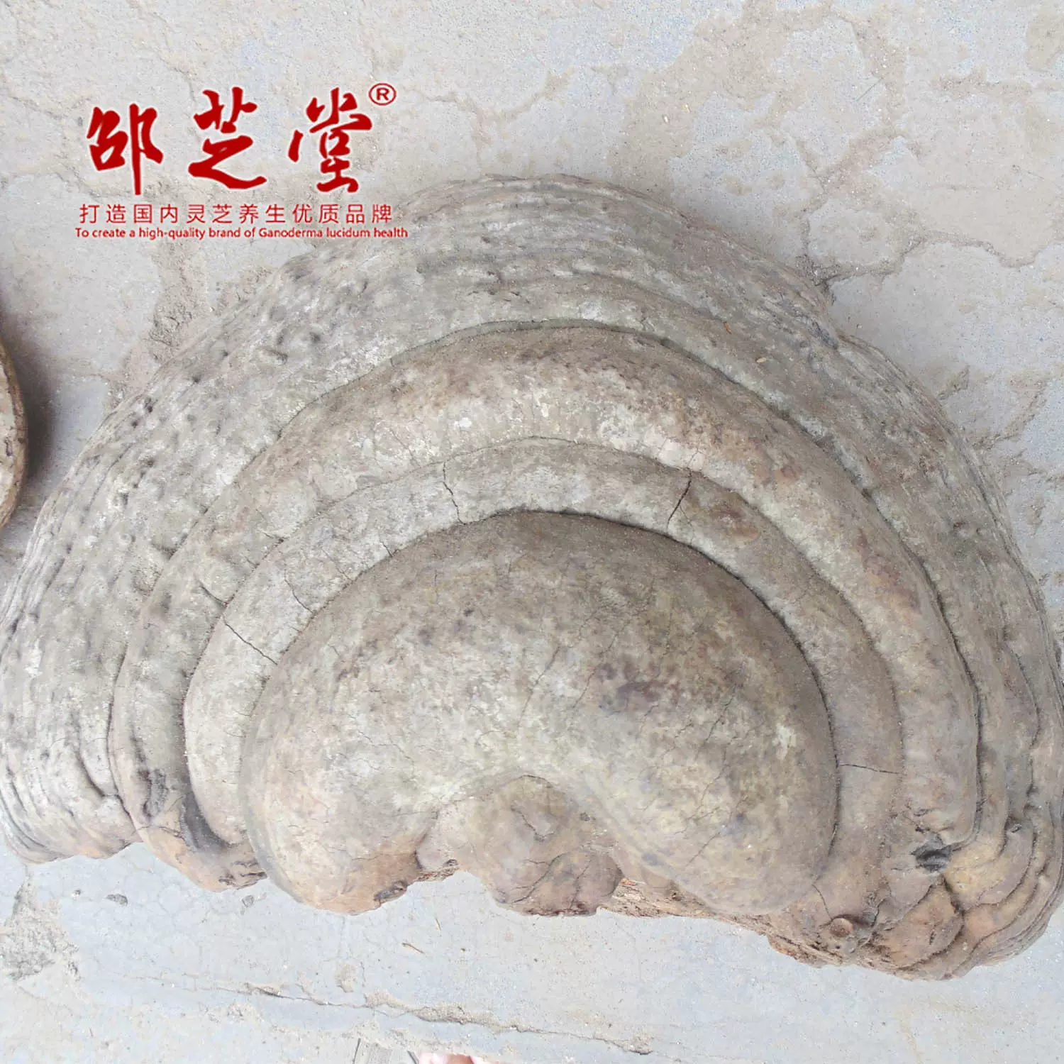 吉林长白山 木蹄层孔菌灵芝 无柄树舌平盖产地采购批发零售非种植