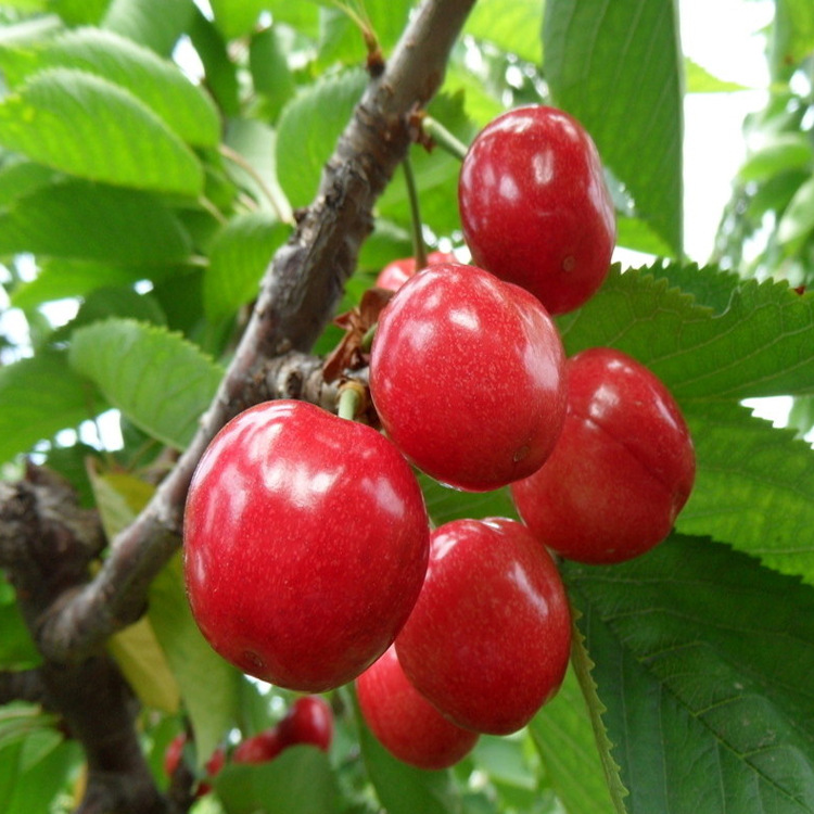 食品级2163樱桃香精适用于饮料糖果乳制品冰淇淋饵料等产品