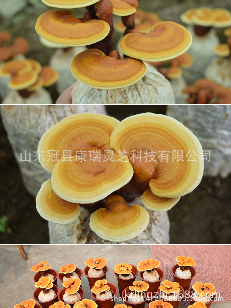 山东灵芝盆景 盆栽灵芝 灵芝种苗 菌种菌包 食用菌菌棒 灵芝盆栽-阿里巴巴