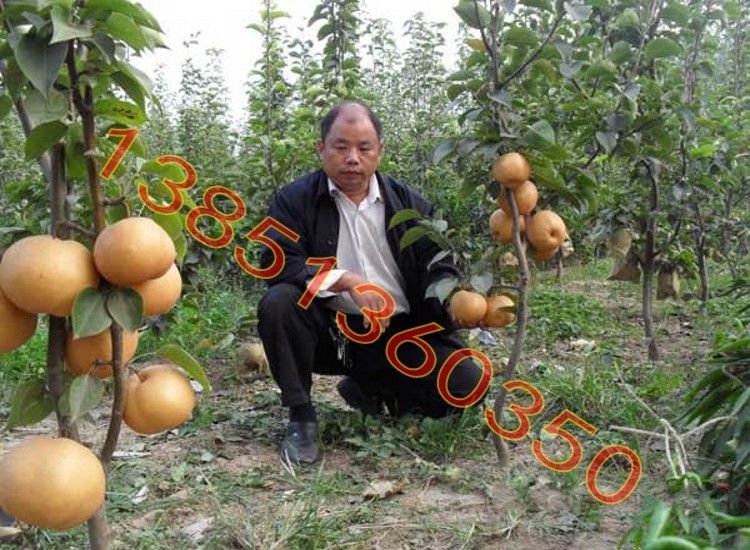梨子树用什么树嫁接,梨子树能嫁接什么果树,柿子树怎么嫁接(第2页)_大山谷图库